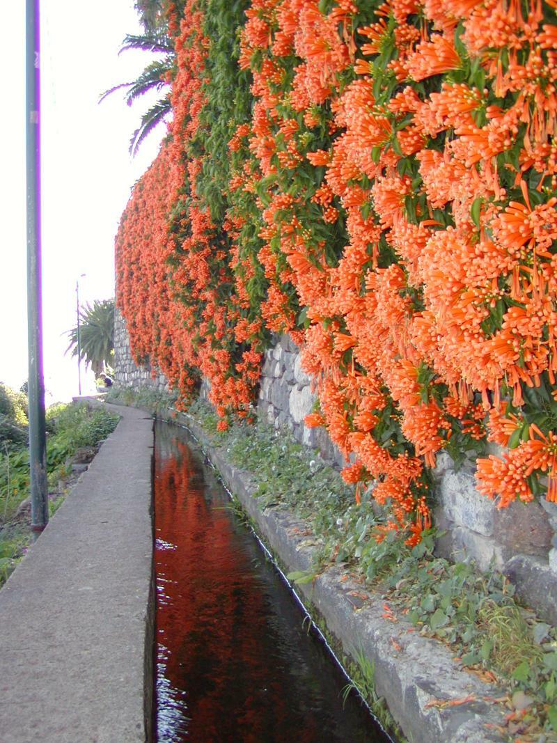 Vila Marta Funchal  Bagian luar foto